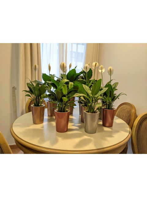 Peace Lily