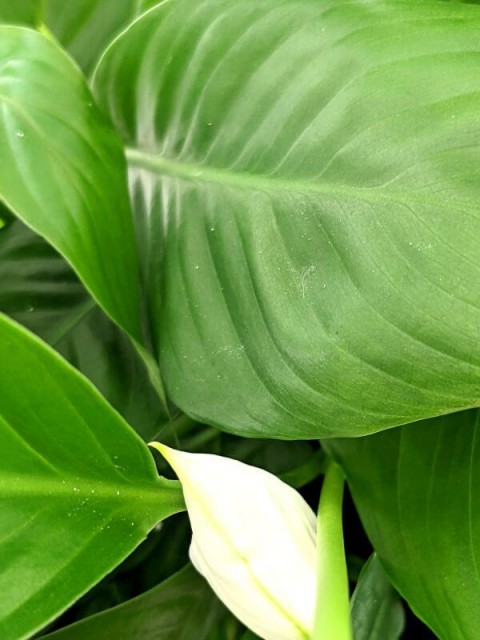Peace Lily