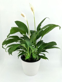 Peace Lily
