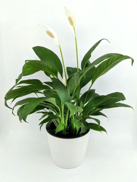 Peace Lily