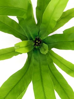 Bird's Nest Fern Crissie Amy