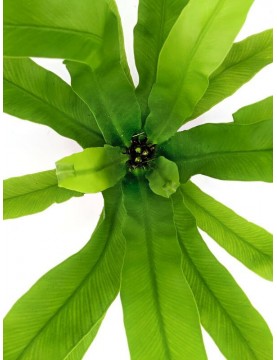 Bird's Nest Fern Crissie Amy