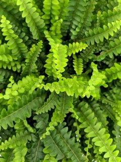 Boston Fern