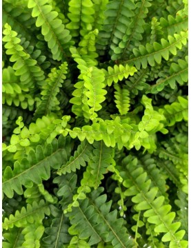Boston Fern