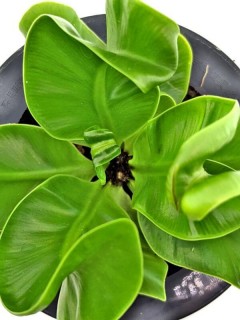 Bird's Nest Fern Wavy