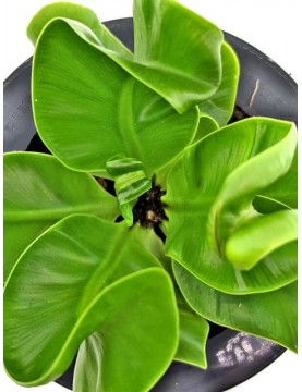 Bird's Nest Fern Wavy
