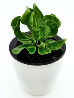 Bird's Nest Fern Wavy