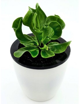 Bird's Nest Fern Wavy
