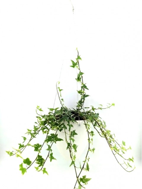 Elegant Hanging Wick-Watering Pot
