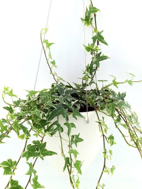 Elegant Hanging Wick-Watering Pot