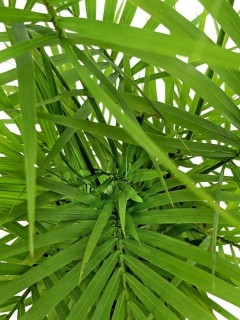Java Palm