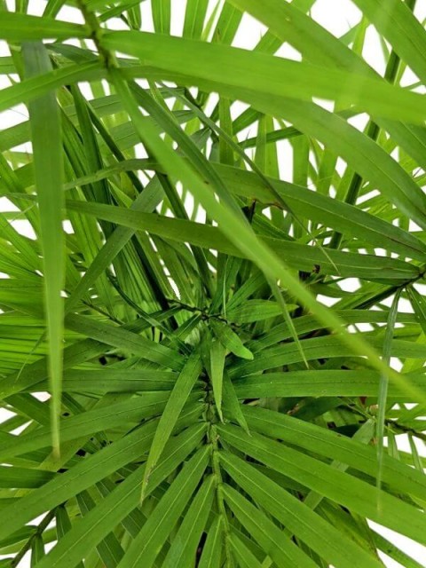 Java Palm