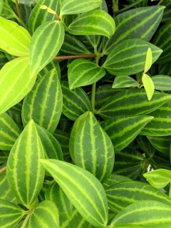 Parallel Peperomia puteolata