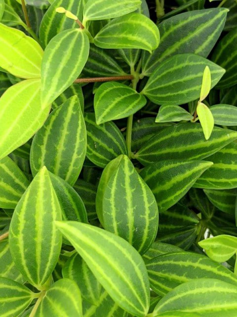 Parallel Peperomia puteolata