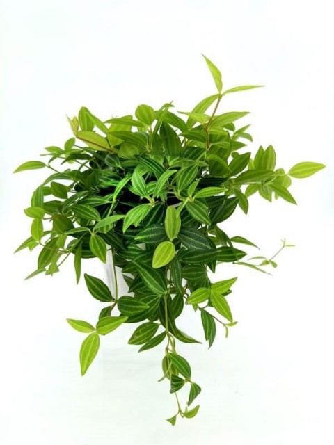Parallel Peperomia puteolata