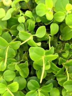 Peperomia trifolia