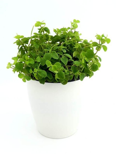 Peperomia trifolia