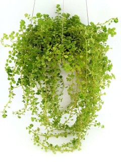 Elegant Hanging Wick-Watering Pot