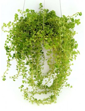 Elegant Hanging Wick-Watering Pot