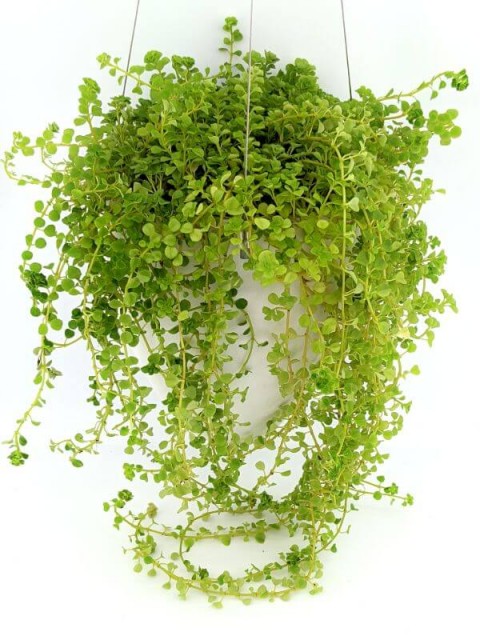 Elegant Hanging Wick-Watering Pot