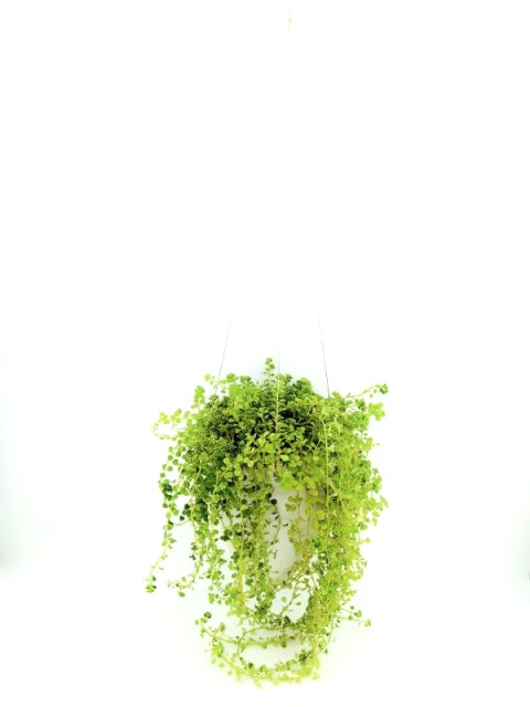 Elegant Hanging Wick-Watering Pot