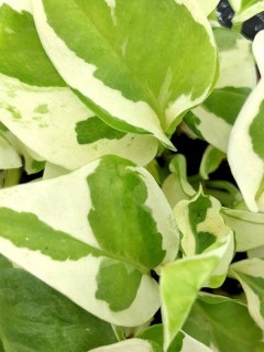 Golden Pothos N'Joy