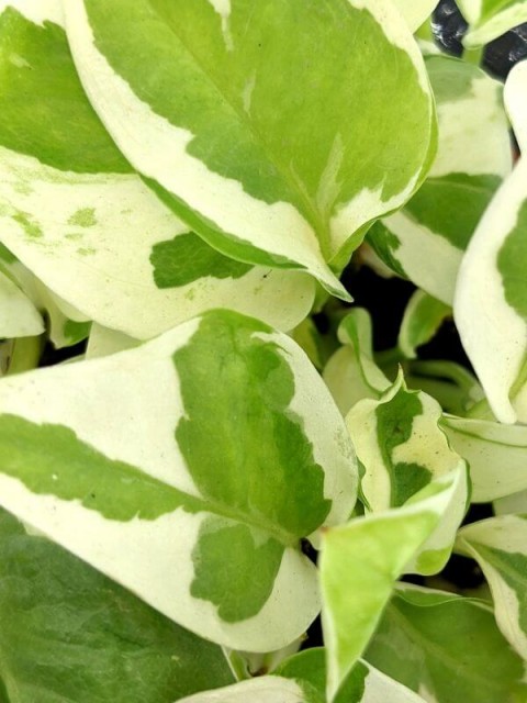 Golden Pothos N'Joy