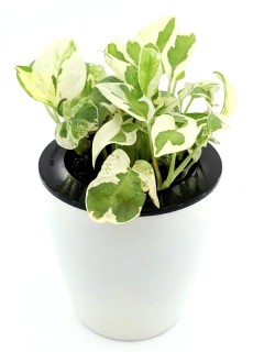 Golden Pothos N'Joy