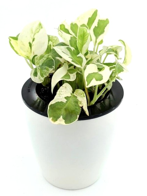 Golden Pothos N'Joy