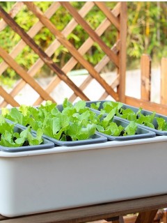 Self-Watering Combination Harvest Planter