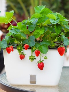 Self-Watering Curvy Vegetable Planter