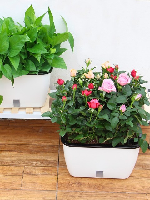 Self-Watering Curvy Vegetable Planter