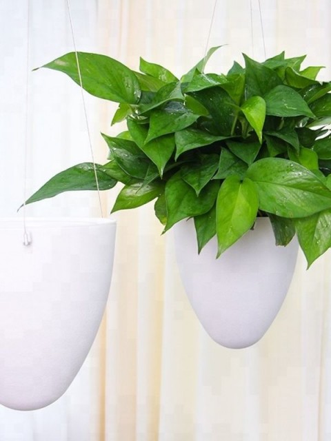 Elegant Hanging Wick-Watering Pot