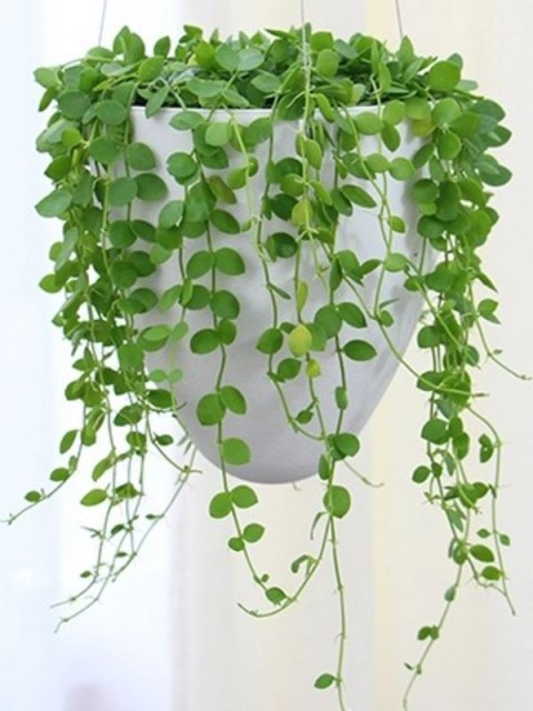 Elegant Hanging Wick-Watering Pot