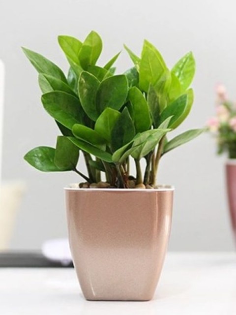 Classy Metallic Square Pot