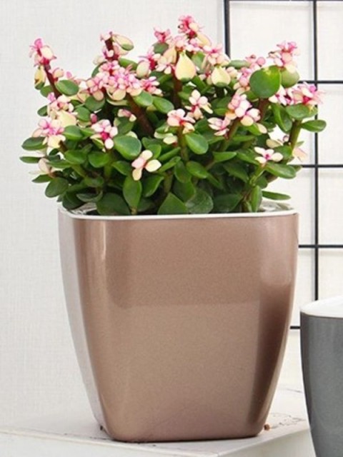 Classy Metallic Square Pot