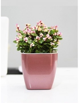 Classy Metallic Square Pot