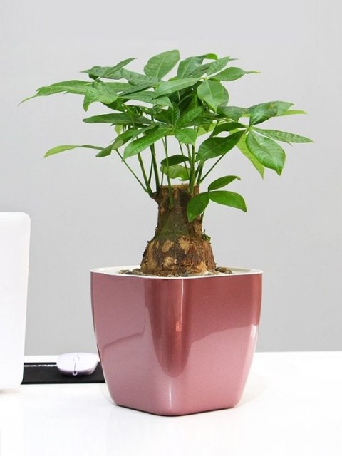 Classy Metallic Square Pot