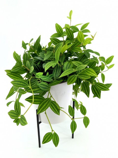 Cylindrical Pot on Wrought Iron Stand