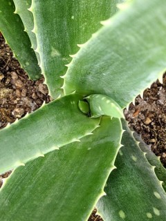 Aloe vera 