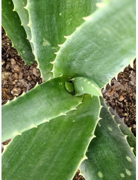 Aloe vera 