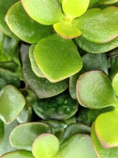 Jade Plant Crassula