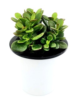 Jade Plant Crassula
