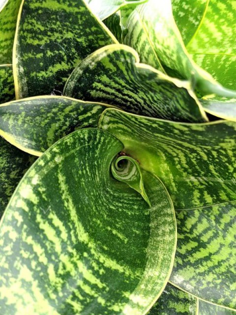 Sansevieria Hahnii Green