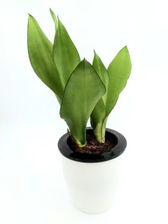 Sansevieria Moonshine