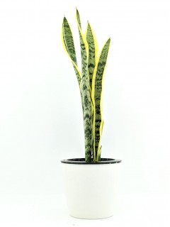 Mother-in-law's Tongue / Snake Plant (Original)