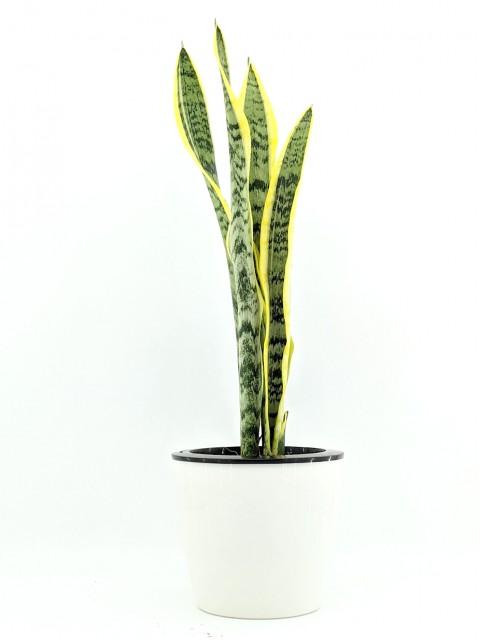 Mother-in-law's Tongue / Snake Plant (Original)