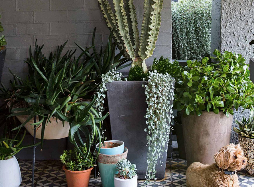 Plant Care Blog
