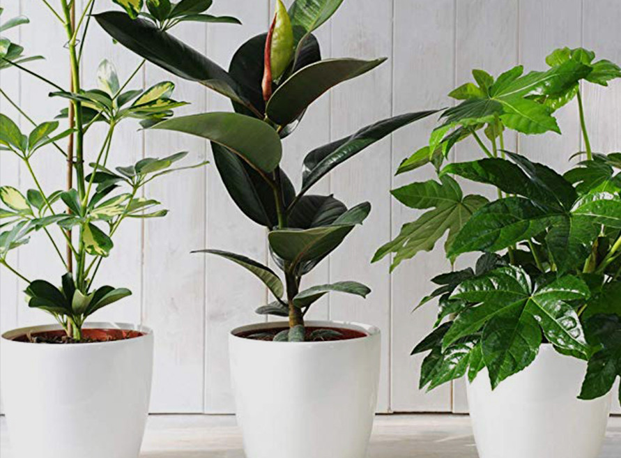 Plant Care Blog